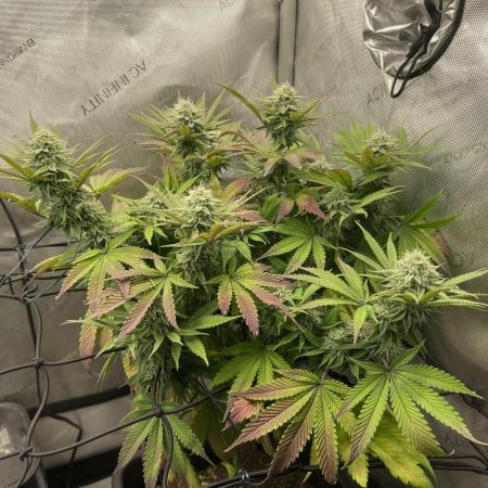 Cookie Casket #3