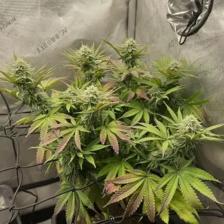 Cookie Casket #3