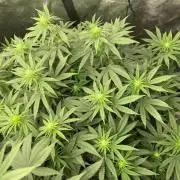 Orange Bud & Cherry Poppers (OGgrow)