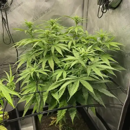 Cookie Casket #3
