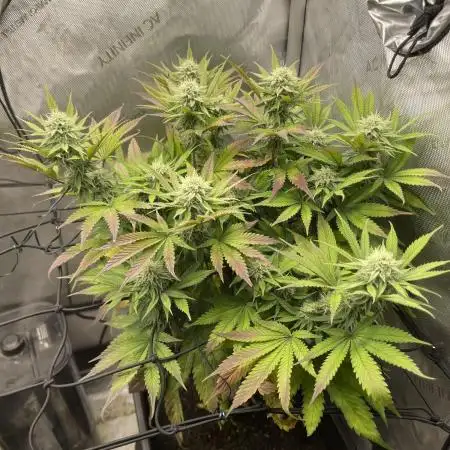 Cookie Casket #3