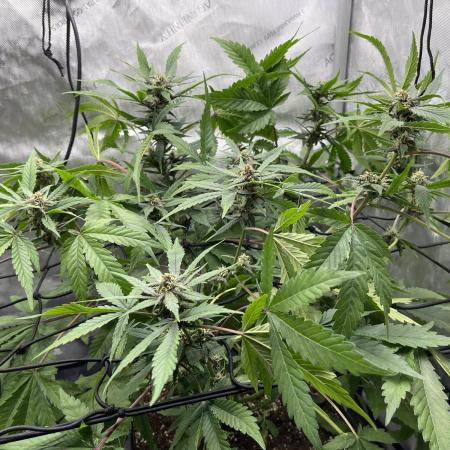 Lemon Cherry Cookie (Stealth Grow) #2