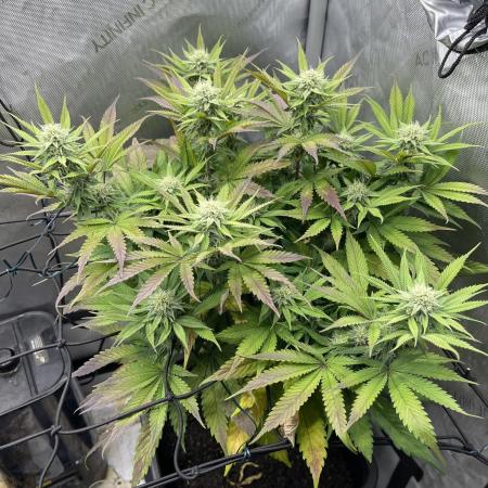 Cookie Casket #3