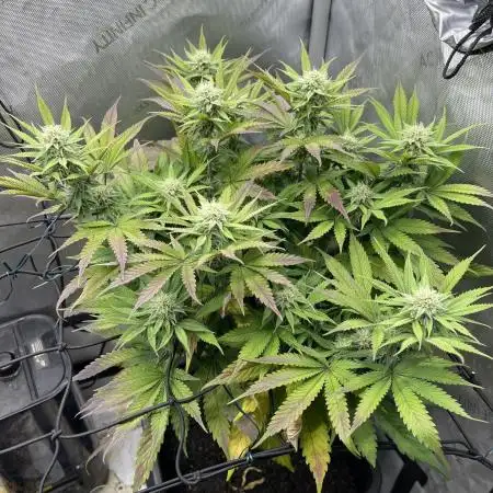 Cookie Casket #3