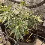 Orange Bud & Cherry Poppers (OGgrow)