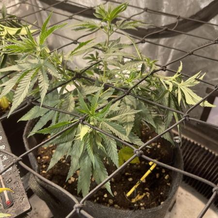 Orange Bud & Cherry Poppers (OGgrow)