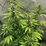 LSD-25 (Stealth Grow) #1