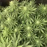 Orange Bud & Cherry Poppers (OGgrow)