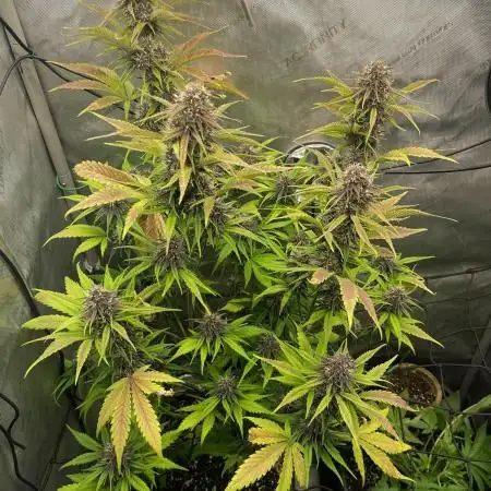 LSD-25 (Stealth Grow) #1