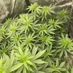 Orange Bud & Cherry Poppers (OGgrow)