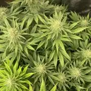 Orange Bud & Cherry Poppers (OGgrow)