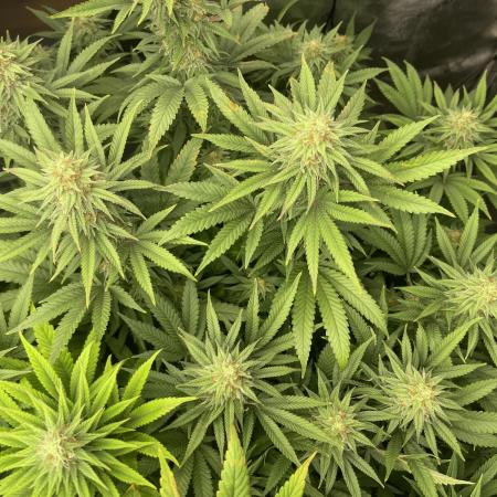 Orange Bud & Cherry Poppers (OGgrow)