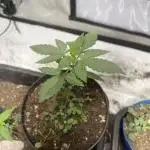 Orange Bud & Cherry Poppers (OGgrow)