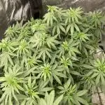 Orange Bud & Cherry Poppers (OGgrow)