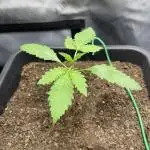 Lemon Cherry Cookie (Stealth Grow) #2
