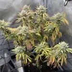 Cookie Casket #3