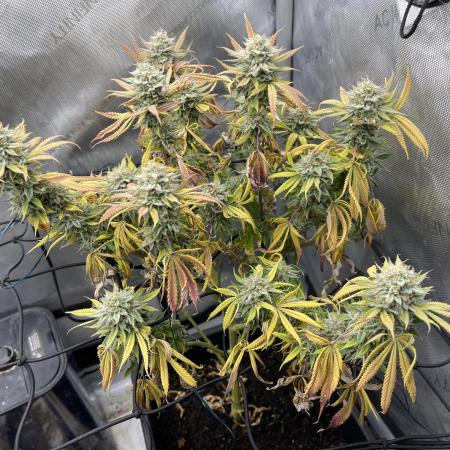 Cookie Casket #3