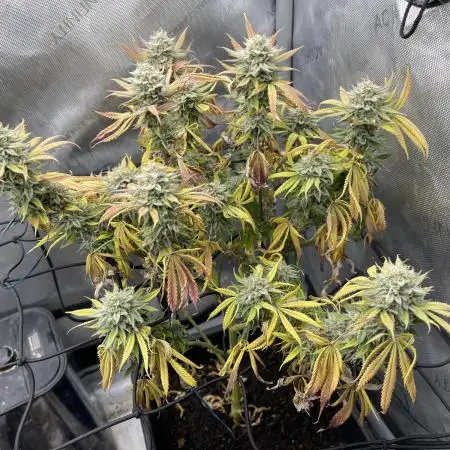 Cookie Casket #3