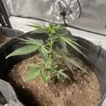 Orange Bud & Cherry Poppers (OGgrow)