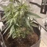 Orange Bud & Cherry Poppers (OGgrow)