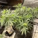 Orange Bud & Cherry Poppers (OGgrow)