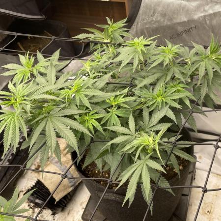 Orange Bud & Cherry Poppers (OGgrow)