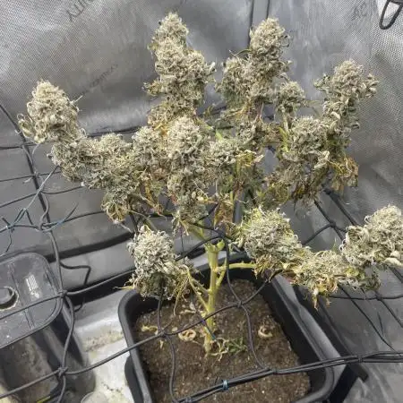 Cookie Casket #3
