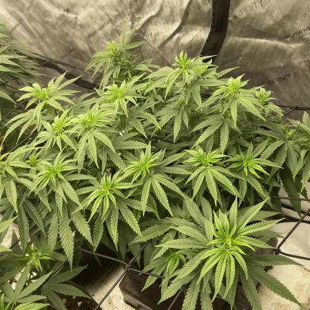 Orange Bud & Cherry Poppers (OGgrow)