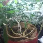 Recycle reveg reharvest