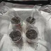 Kings kush x papaya fuel