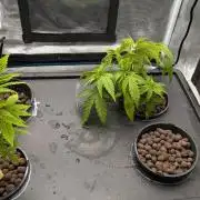 [PHENOHUNT]Dizcoball OG (SSH × Zkittlez)