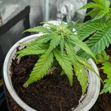 Auto Pablo Escobar - Divine Seeds GACv2