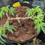 Girl Scout Cookies — Barneys Farm