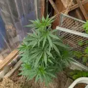 The White Sweet Candy OG One x Outdoor