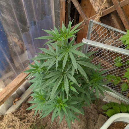 The White Sweet Candy OG One x Outdoor