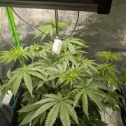 Peach Lassi x Mary Jane 2026