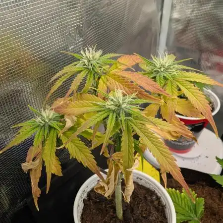 Auto Black Opium - Divine Seeds GACv2