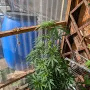 The White Sweet Candy OG One x Outdoor