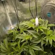 Sticky Broccoli DWC x Eternity Cup 2026