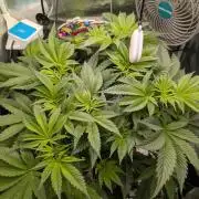 Sticky Broccoli DWC x Eternity Cup 2026