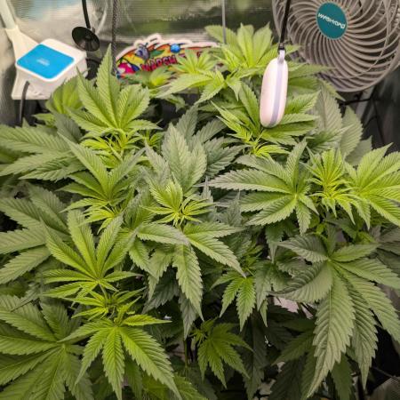 Sticky Broccoli DWC x Eternity Cup 2026