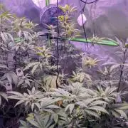 RDWC Cuts x The White Sweet Candy OG One