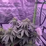 Graffiti Dreams – Permanent Marker