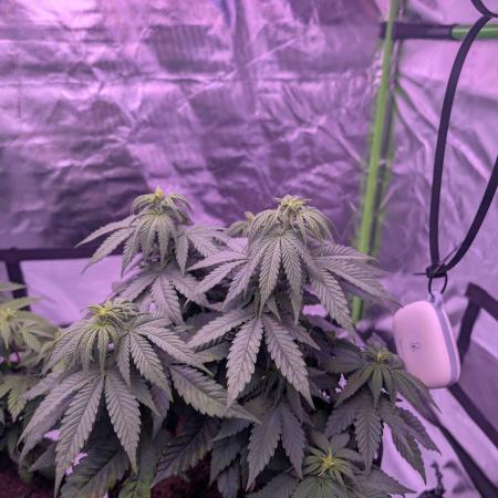 Graffiti Dreams – Permanent Marker