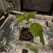 Sticky Broccoli DWC x Eternity Cup 2026