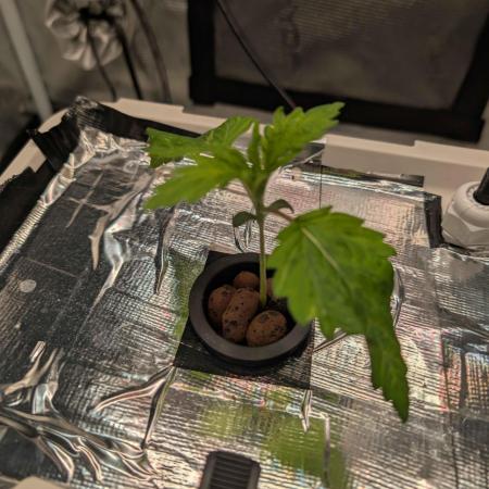 Sticky Broccoli DWC x Eternity Cup 2026