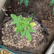 The White Sweet Candy OG One x Outdoor