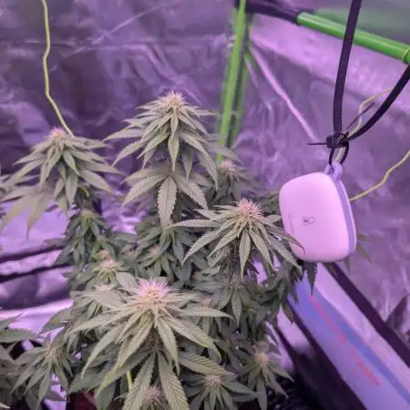 Graffiti Dreams – Permanent Marker