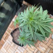 The White Sweet Candy OG One x Outdoor