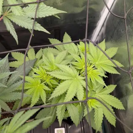 Rainbow Melon x Fast Buds